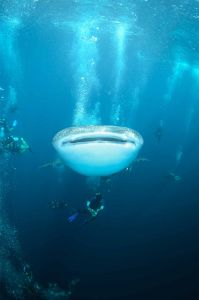Whale-Shark-Hidden-depths