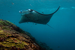 Manta-Ray-Manta-alfredi-at-Hin-Daeng-Thailand-intro