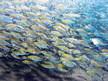 Large-school-at-Hin-Daeng-Thailand