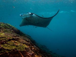 Manta-Ray-Manta-alfredi-at-Hin-Daeng-Thailand