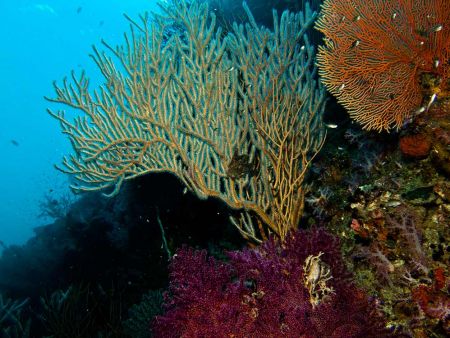 sea-fan-at-Hin-Daeng-Thailand