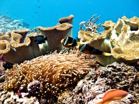 Clarks-Anemonefish-Amphiprion-clarkii-at-Hin-Muang-Thailand