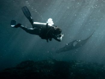 Diver-and-Manta-Ray-Manta-alfredi-at-Hin-Muang-Thailand