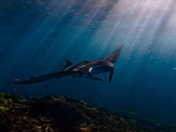 Manta-Ray-Manta-alredi-at-Hin-Muang-Thailand