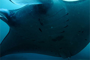 Koh-Haa-Island-1-Manta-Ray