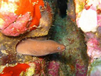 Moray-Eel-Gymnothorax-at-Island-1-Koh-Haa-Koh-Lanta-Thailand