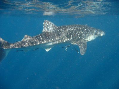 Whale-Shark-Rhincodon-typus-at-Island-1-Koh-Haa-Koh-Lanta-Thailand