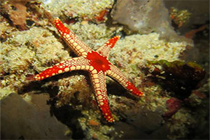 Koh-Haa-Islands-2-and-4-Seastar