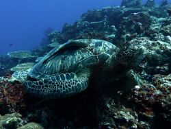 Green-Turtle-Eretmochelys-mydas-at-Islands-2-and-4-Koh-Haa-Koh-Lanta-Thailand