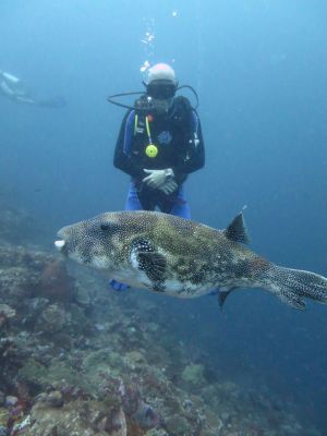 Porcupinefish-Diodontidae-at-Islands-2-and-4-Koh-Haa-Koh-Lanta-Thailand