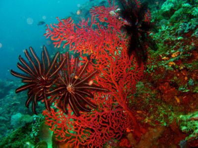 Gorgonian-Sea-Fan--Fetaher-Stars-at-Island-3-Koh-Haa-Koh-Lanta-Thailand