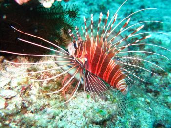 Lionfish-Pterois-at-Island-3-Koh-Haa-Koh-Lanta-Thailand