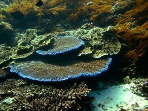 Hard-Corals-at-Island-5-Koh-Haa-Koh-Lanta-Thailand