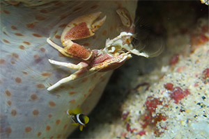 Koh-Haa-Cathedral-crab