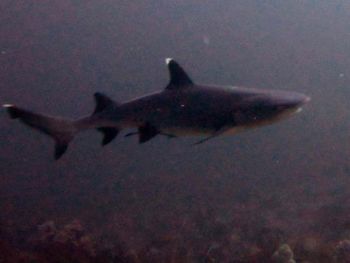 Whitetip-Reef-Shark-Triaenodon-obesus-at-The-Cathedral-Koh-Haa-Koh-Lanta-Thailand
