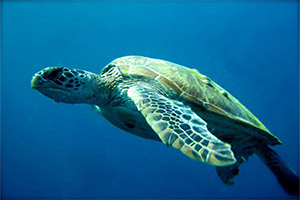 Koh-Haa-Chimney-Turtle