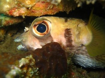 Porcupinefish-Diodontidae-at-The-Chimney-Koh-Haa-Koh-Lanta-Thailand