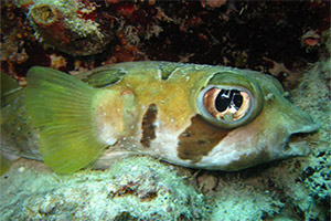 Koh-Haa-Lagoon-fish