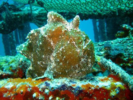 Frogfish-Antennariidae-at-The-Lagoon-Koh-Haa-Koh-Lanta-Thailand