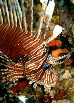 Lionfish-Pterois-at-The-Lagoon-Koh-Haa-Koh-Lanta-Thailand