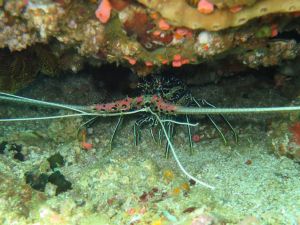 Lobster-at-Emerald-Cave-Koh-Mook-Koh-Lanta