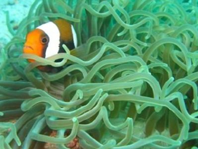 Anemonefish-Amphprioninae-at-Anemone-Reef-Phuket-Koh-Lanta-Thailand