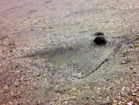 Blue-Spotted-Stingray-Neotrygon-kuhlii-at-Anemone-Reef-Phuket-Koh-Lanta-Thailand