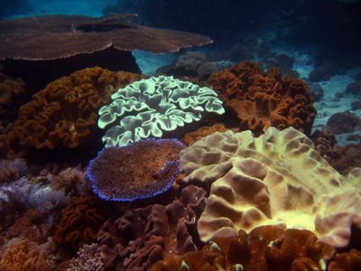 Hard-Corals-at-Koh-Kraden-other-dives-sites-Koh-Lanta