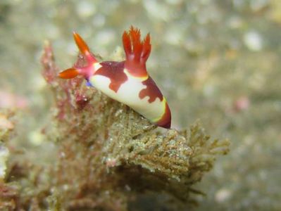 Nudibranch-at-Koh-Rok-other-dive-sites-Koh-Lanta-Thailand