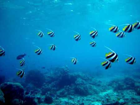 Moorish-Idols-Zanclus-cornutus-at-other-dive-sites-south-Koh-Lanta