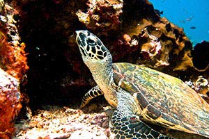 Hawksbill-Turtle-eretmochelys-imbricata-at-Bida-Nai-Koh-Phi-Thailand
