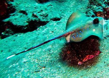 Blue-spotted-stingray-neotrygon-khulii-at-Bida-Nai-Koh-Phi-Phi-Thailand