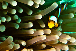 anemone-and-clownfish-amphiprioninae-at-Bida-Nok-Koh-Phi-Phi-Thailand