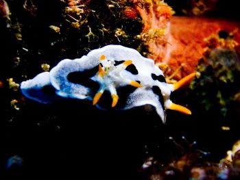 nudibranch-at-Bida-Nok-Koh-Phi-Phi-Thailand