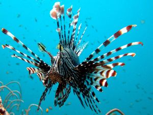 Lionfish-Pterois-Pterois-at-Garang-Heng-Koh-Phi-Phi-Thailand