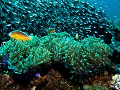 Skunk-anemone-Aphiprion-akallopisos-at-Garang-Heng-Koh-Phi-Phi-Thailand