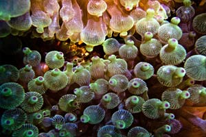 polyps-at-Hin-Dot-Koh-Phi-Phi-Thailand