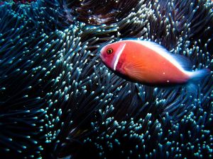 Pink-Skunk-Anemonefish-Amphiprion-perideraion-at-Hin-dot-Koh-Phi-Phi-Thailand