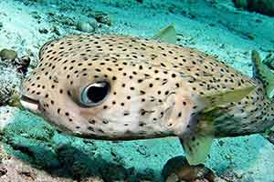 Porcupinefish-Diodontidae-at-Loh-Samah-Bay-Koh-Phi-Thailand