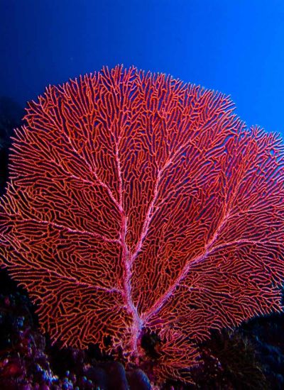 Gorgonian-sea-fan-at-Loh-Samah-Bay-Koh-Phi-Phi-Thailand