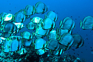 Batfish-Platax-orbicularis-at-Palong-Wall-Koh-Phi-Phi-Thailand-intro