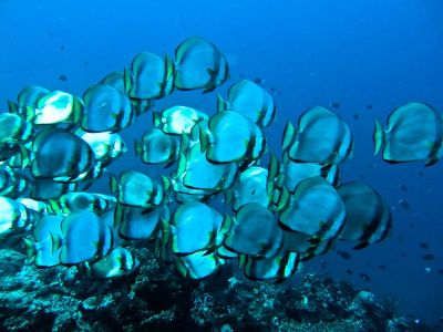 Batfish-Platax-orbicularis-at-Palong-Wall-Koh-Phi-Phi-Thailand