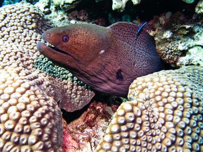 Giant-Moray-Eel-Gymnothorax-javanicus-at-Palong-Wall-Koh-Phi-Phi-Thailand