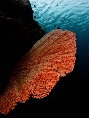 Gorgonian-sea-fan-at-Palong-Wall-Koh-Phi-Phi-Thailand