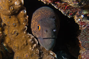 Giant-Moray-Gymnothorax-at-Shark-Point-Phi-Phi-Thailand-intro