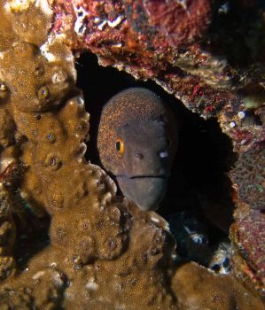 Giant-Moray-Gymnothorax-at-Shark-Point-Phi-Phi-Thailand