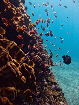 Shark-Point-Phi-Phi-Thailand