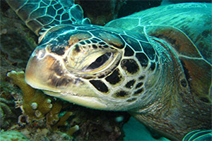 phuket-anemone-reef-turtle