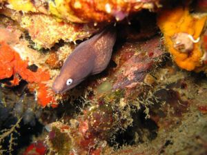 White-Eyed-Moray-Eel-Gymnothorax-thyrsoideus-at-Koh-Doc-Mai-Phuket-Koh-Lanta-Thailand