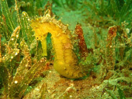 Yellow-Tigertail-Seahorse-Hippocampus-comes-at-Koh-Doc-Mai-Phuket-Koh-Lanta-Thailand